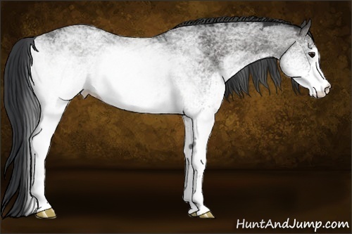 Horse Color:White Spotted Black Sabino