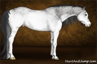 Horse Color:White Spotted Black Sabino
