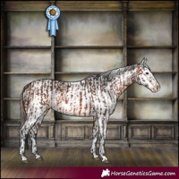Horse Color:Brown Rabicano and Brown Leopard Rabicano