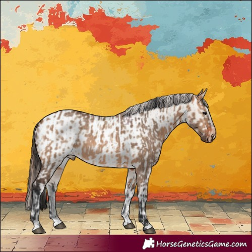 Horse Color:Bay Dun Rabicano  and Bay Dun Appaloosa Rabicano 
