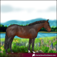 Horse Color:Brown Rabicano 