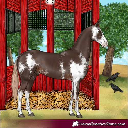 Horse Color:Liver Chestnut Sabino 