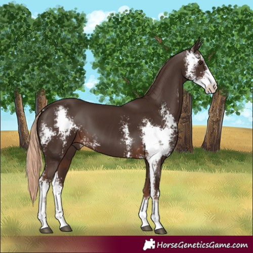 Horse Color:Liver Chestnut Sabino 