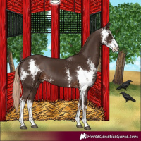 Horse Color:Liver Chestnut Sabino 