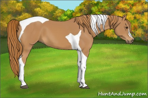 Horse Color:Chestnut Tobiano