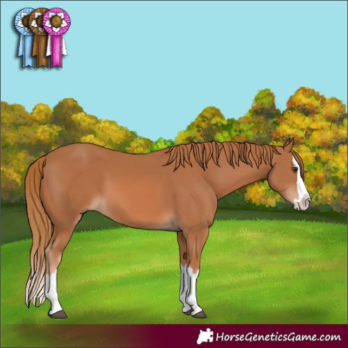 Horse Color:Chestnut Splash