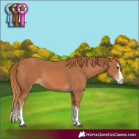 Horse Color:Chestnut Splash 