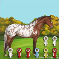 Horse Color:Silver Brown Near Leopard Rabicano 