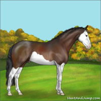 Horse Color:Bay Splash 