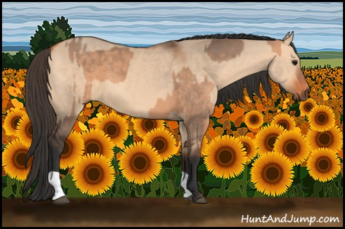 Horse Color:Bay Dun  and Bay Dun 