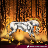 Horse Color:Cremello Appaloosa 