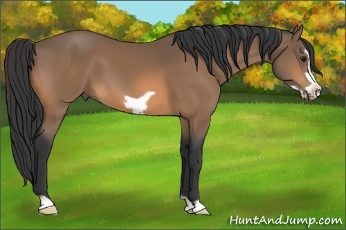 Horse Color:Buckskin Frame 