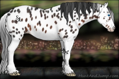 Horse Color:Brown Splash Appaloosa 