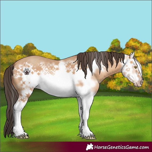 Horse Color:Amber Champagne Splash Frame 