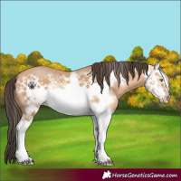 Horse Color:Amber Champagne Splash Frame 