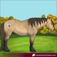 Horse Color:Buckskin Dun 