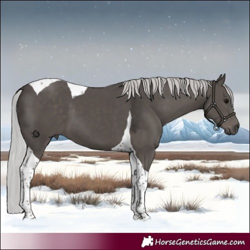 Horse Color:Platinum Silver Black Tobiano