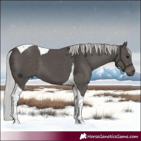 Horse Color:Platinum Silver Black Tobiano 