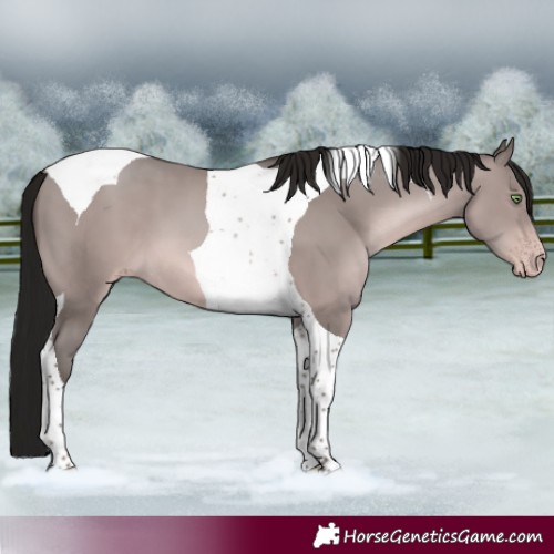 Horse Color:Gray Platinum Amber Champagne Tobiano 