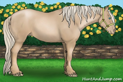 Horse Color:Chocolate Palomino Pearl 
