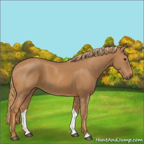 Horse Color:Chestnut 