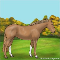 Horse Color:Chestnut 