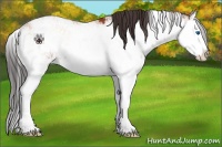 Horse Color:Brown Onyx Sabino Splash Rabicano