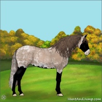 Horse Color:Black Ice Pearl Sabino Splash 