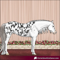 Horse Color:Black Appaloosa