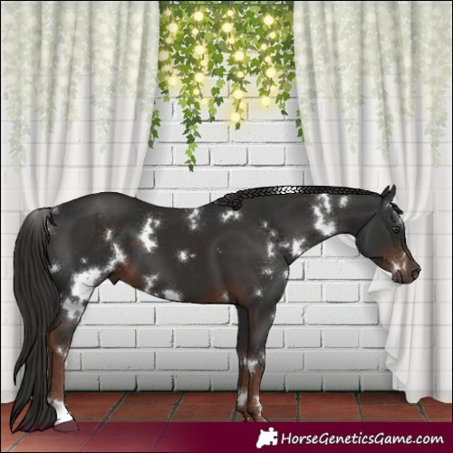 Horse Color:White Spotted Liver Chestnut
