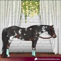 Horse Color:White Spotted Liver Chestnut 