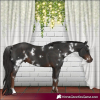 Horse Color:White Spotted Liver Chestnut 