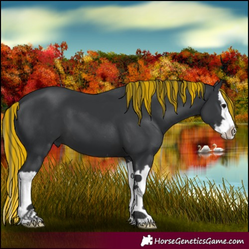 Horse Color:Painted Black Splash 