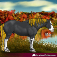Horse Color:Painted Black Splash 