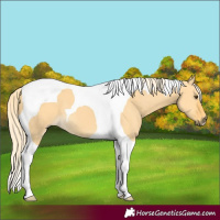 Horse Color:Palomino Dun Tobiano