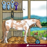 Horse Color:White Spotted Bay Pearl 