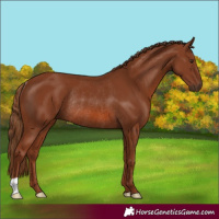 Horse Color:Chestnut Rabicano 