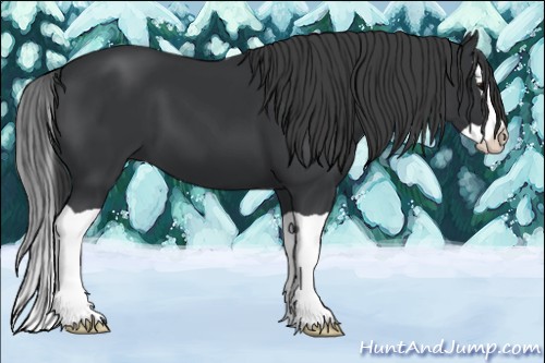 Horse Color:Black Splash