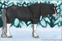 Horse Color:Black Splash