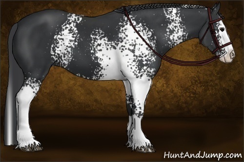 Horse Color:White Spotted Black Splash