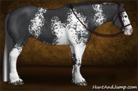 Horse Color:White Spotted Black Splash