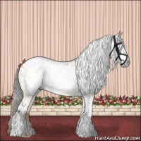 Horse Color:Gray Buckskin Dun Appaloosa 