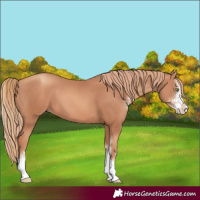 Horse Color:Gold Champagne Sabino