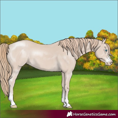 Horse Color:Smoky Creme Sabino 