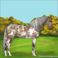 Horse Color:White Spotted Silver Bay Dun 