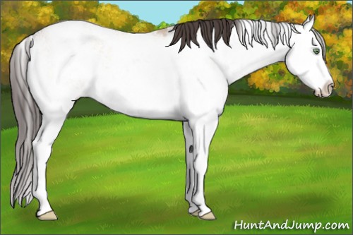 Horse Color:Amber Champagne Dun Sabino Splash Rabicano 