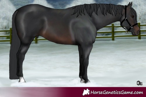 Horse Color:Brown 