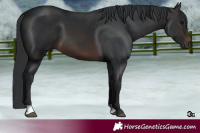 Horse Color:Brown 