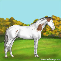 Horse Color:Bay Splash Tobiano Appaloosa Rabicano 