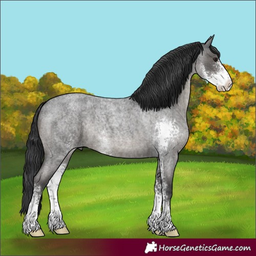 Horse Color:Blue Roan Sabino 